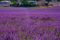 Vols en montgolfières