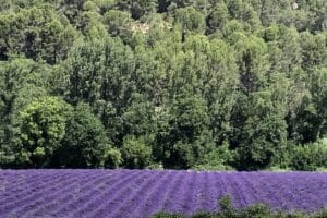 Champ de lavande en face du Gîte