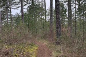 Itinéraire pédestre "Sentiers de la forêt de Pélicier"_Manosque