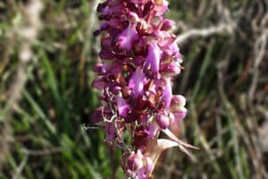 Orchidée