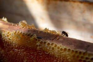 Miellerie les ruches de la Bastide de Castel