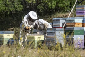 Travail  sur un rucher