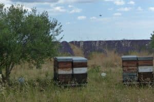 Ruches dans les lavandes du plateau de Valensole