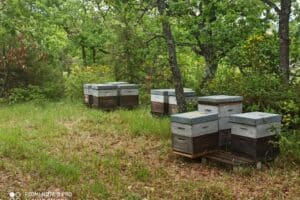 Ruches dans la garrigue de la montagne de Lure