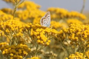 L'immortelle