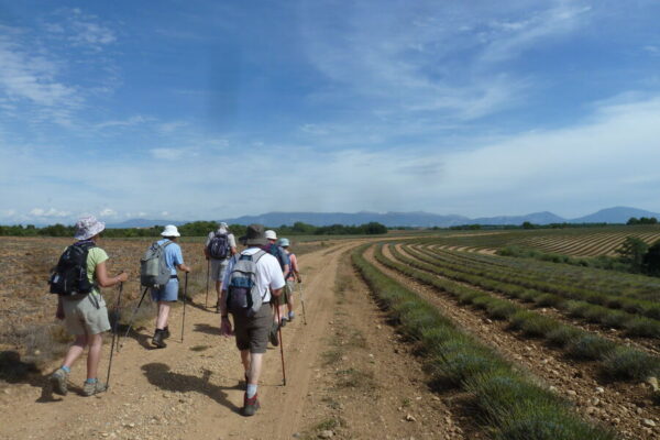 Plateau de Valensole