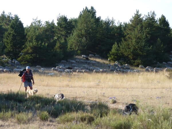 Balade nature: La Transhumance