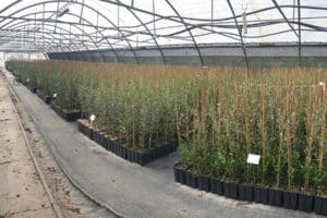 Plants oliviers, huile olive