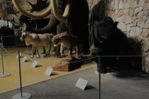 Nuit Européenne des Musées