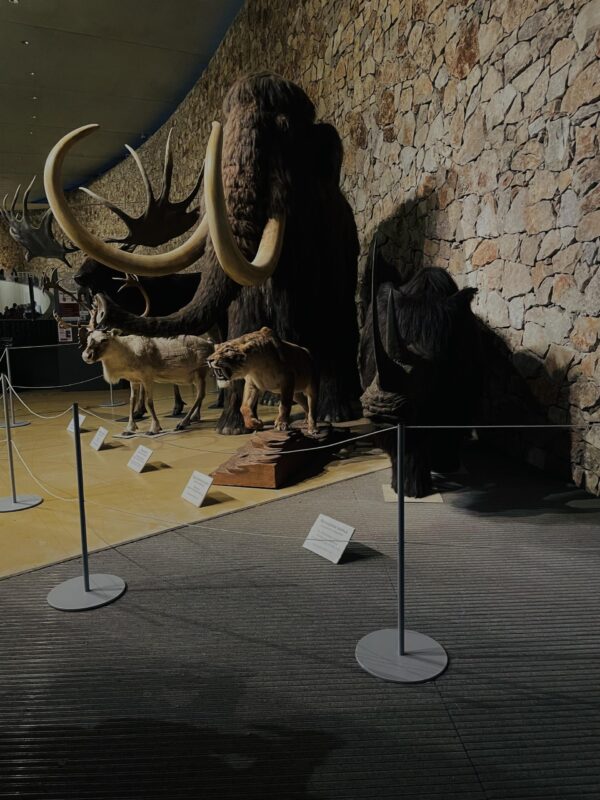 Nuit Européenne des Musées