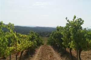 Itinéraire pédestre Pierrevert "Vignes et chapelle St Patrice"_Pierrevert