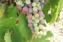 Itinéraire pédestre Pierrevert "Vignes et chapelle St Patrice"_Pierrevert