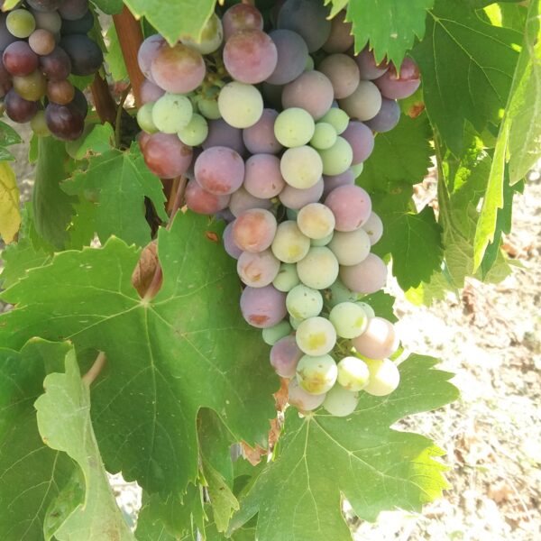 Itinéraire pédestre Pierrevert "Vignes et chapelle St Patrice"_Pierrevert