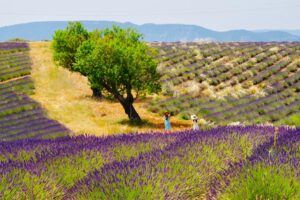 Itinéraire pédestre "La Trinité"_Valensole