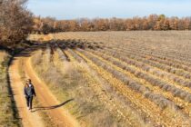 Itinéraire pédestre "Le plateau des Millarettes"_Riez
