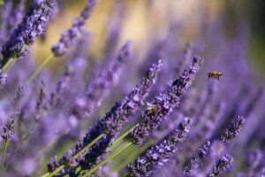 Itinéraire pédestre "Adret de Notre Dame"_Valensole