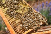 Stage en apiculture « Préparation de l’hivernage »