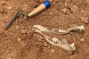Vacances de Printemps à la Préhistoire : Atelier Fouilles