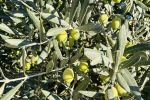 olives