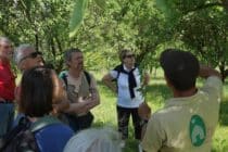 Sortie buissonnière  » Les vergers villageois de Pierrevert et dégustation de pommes » « _Pierrevert