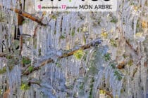 Mon Arbre, exposition de photographies_Gréoux-les-Bains