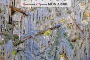 Exposition photos : mon arbre L’émotion de la racine à la canopée_Gréoux-les-Bains