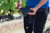 Domaine de la Blaque_Pierrevert