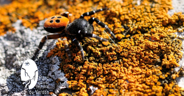 Les araignées, entre fils et soies_Esparron-de-Verdon