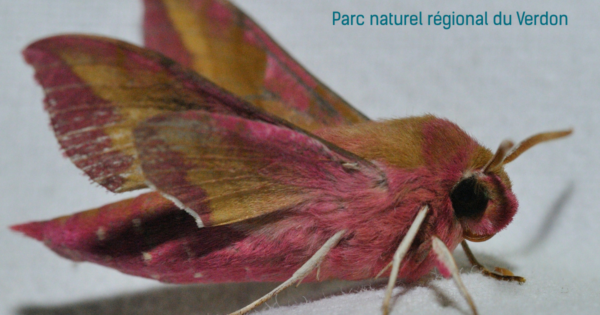 Les papillons de nuit_Esparron-de-Verdon
