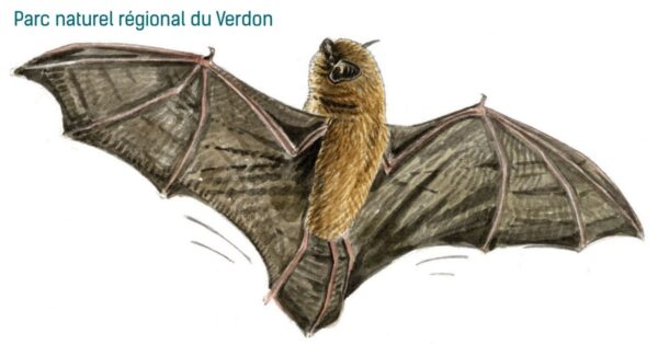 Les chauves-souris_Esparron-de-Verdon
