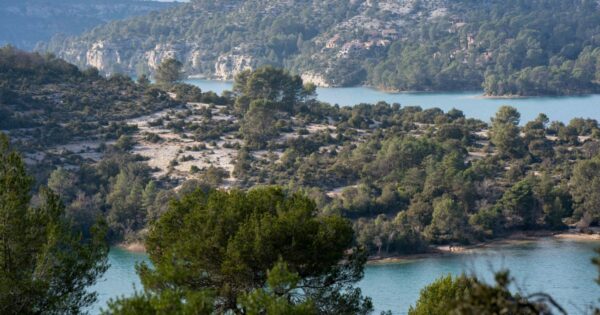 A la découverte des roselières et herbiers aquatiques_Esparron-de-Verdon