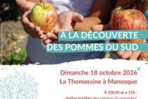 À la découverte des pommes du sud_Manosque